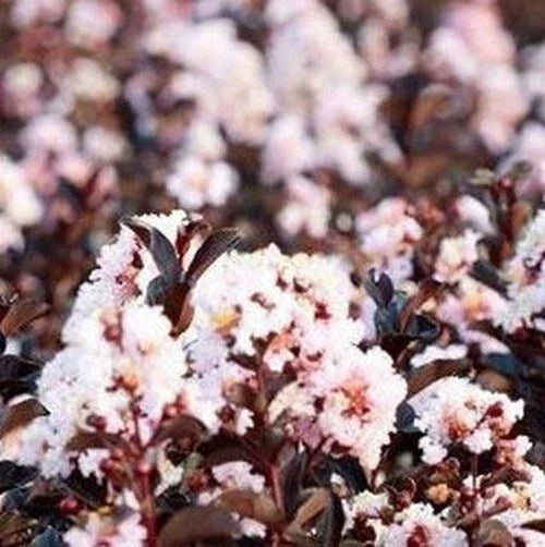 Blush Cape Myrtle Seeds - Lagerstroemia indica Perennial Flower Seeds for Garden, Borders, Containers, 20 Pack