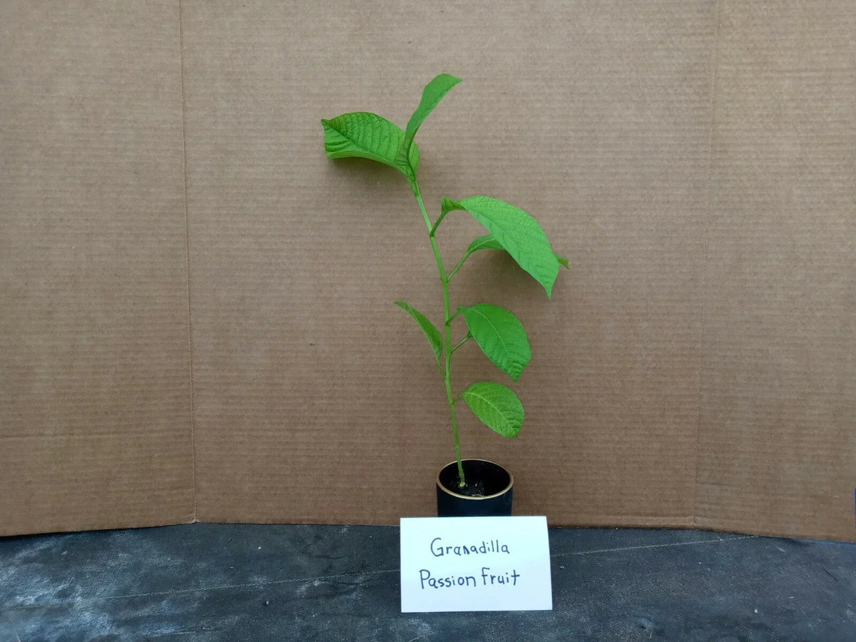 Giant Granadilla Passion Fruit Plant - Live Starter Passiflora edulis Climbing Vine, Edible, Fast-Growing