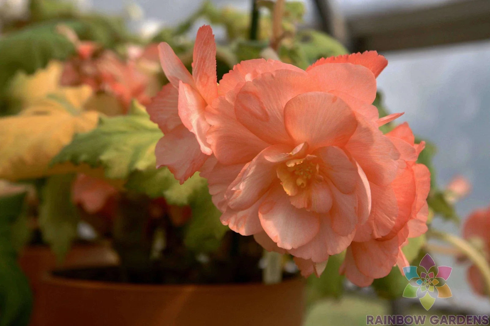 Pink Pearcei Begonia Seeds - Begonia pearcei for Garden & Indoor Planting, Vibrant Pink Flowers, High Germination Rate