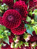Cornel Dahlia Seeds - 25 Perennial Flower Seeds for Vibrant Blooms - Dahlia pinnata for Garden Beds, Borders & Containers
