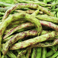 Rattlesnake Bean Seeds | Purple Green Dragon Runner Pole Variety | Phaseolus coccineus | Heirloom, Striped Beans, Fast Growing