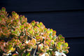 Jade Plant Cuttings 3-5 Inches Crassula ovata Succulent Propagation 2 Healthy Clippings