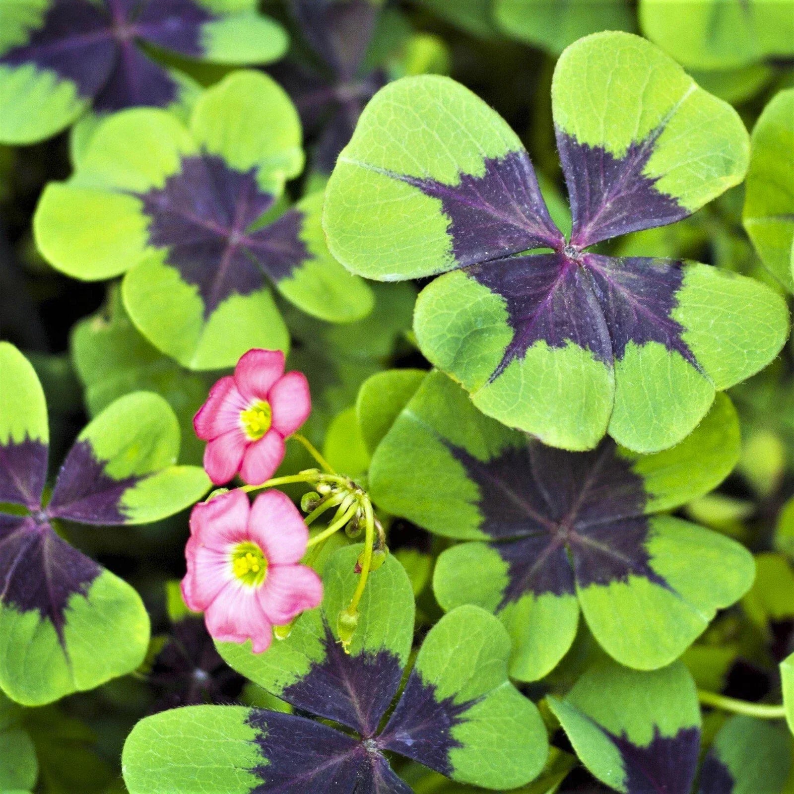 Shamrock Iron Cross Bulbs, Four Leaf Clover, Hardy Oxalis triangularis, Indoor & Outdoor Plant, Zones 7-10