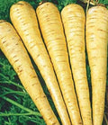 All American Parsnip Seeds - Non-GMO Pastinaca sativa Heirloom Vegetable Seeds for Home Gardening