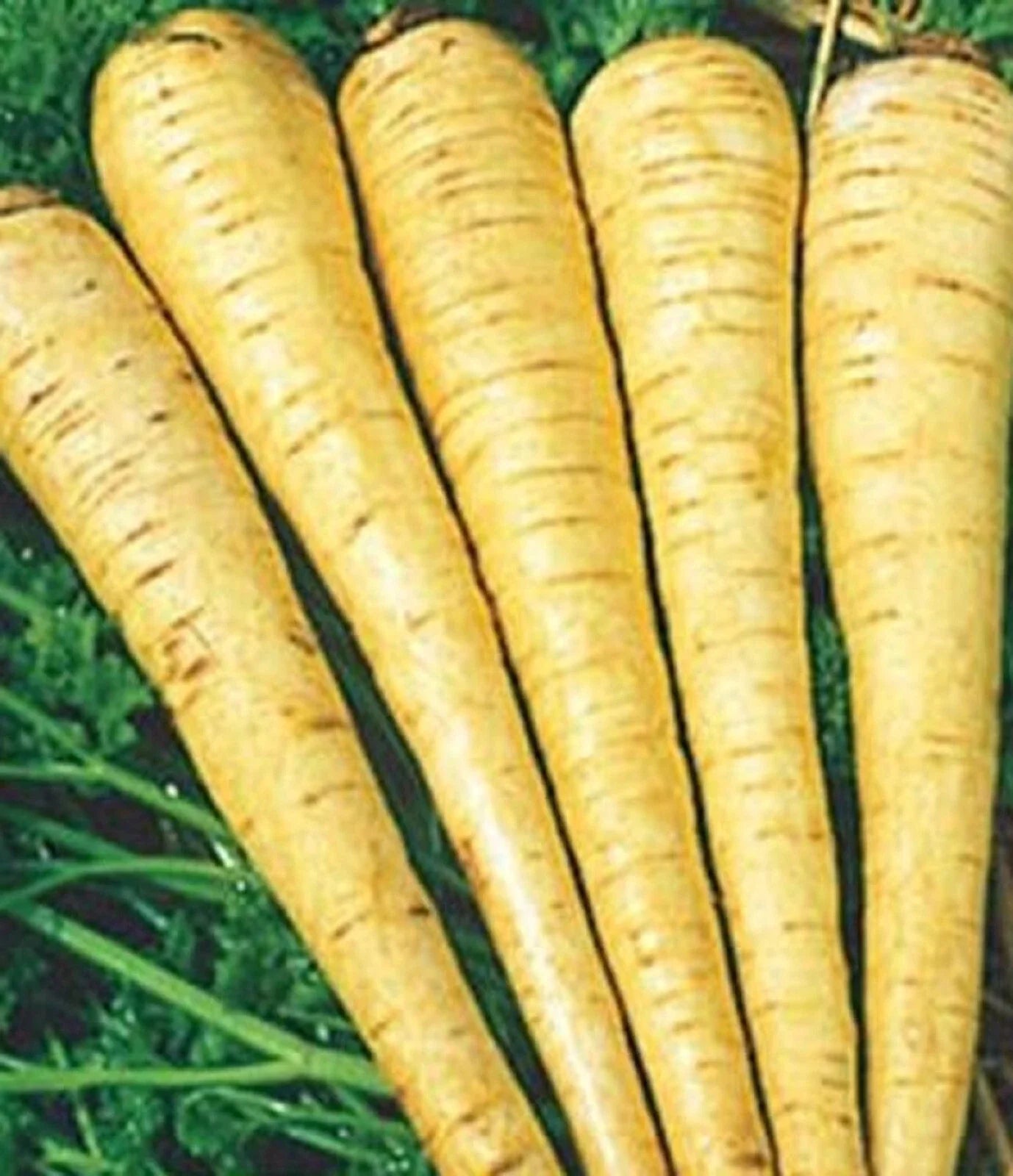 All American Parsnip Seeds - Non-GMO Pastinaca sativa Heirloom Vegetable Seeds for Home Gardening