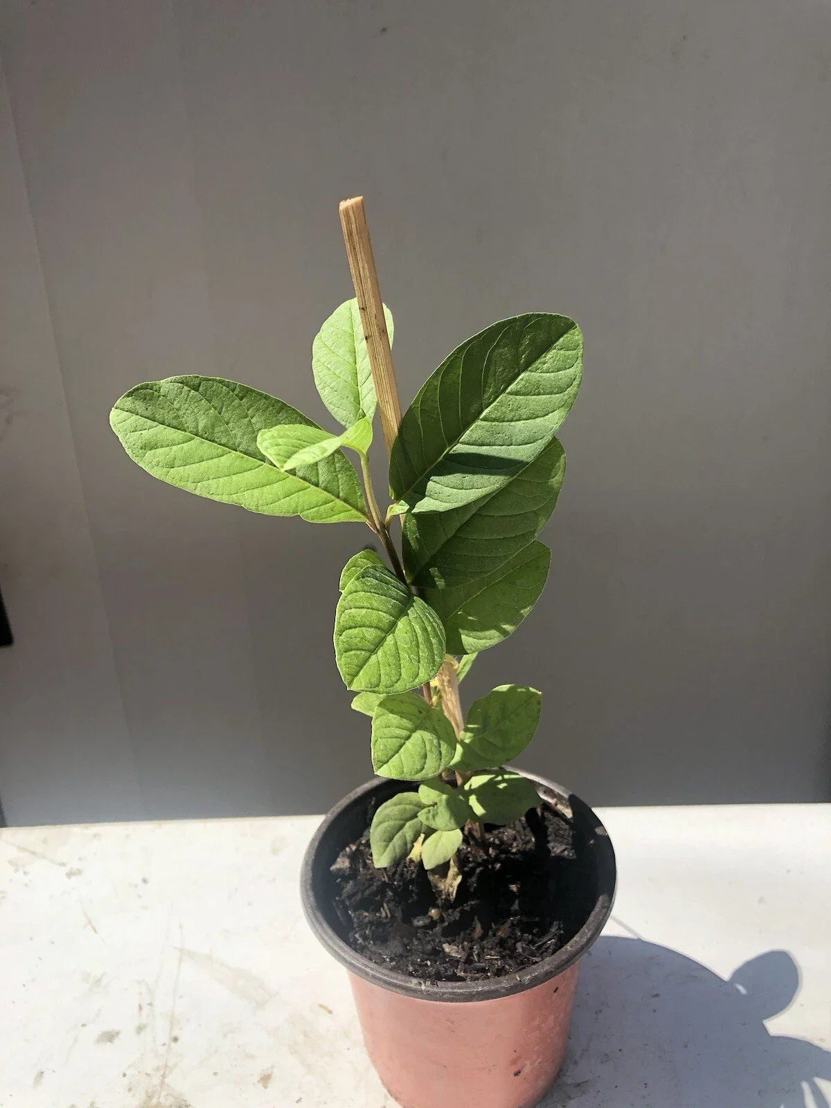 Guava Tree Live Plant in 10” Pot | Pink Fruit | Psidium guajava Tropical Garden Plant