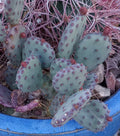 African Violet Leaves 2 Pack - Buckeye Exotic Dancer - Saintpaulia ionantha