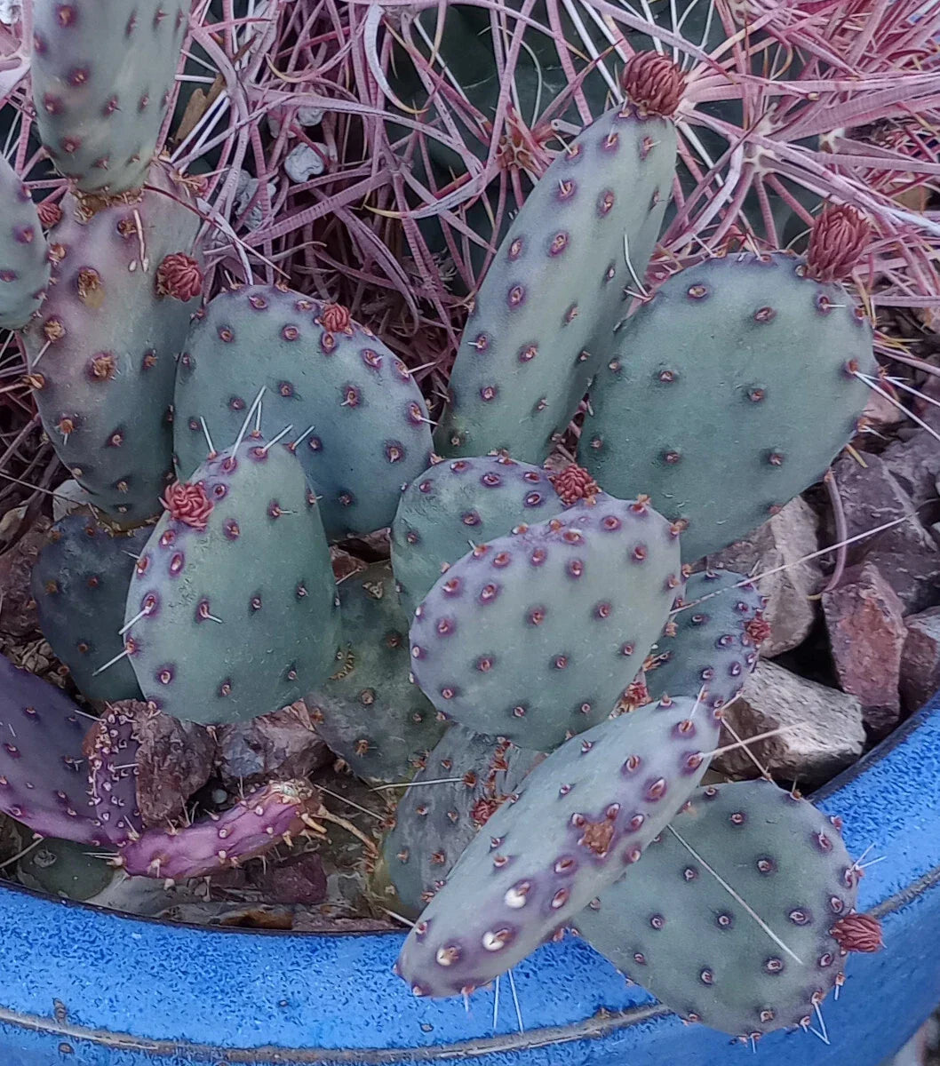 African Violet Leaves 2 Pack - Buckeye Exotic Dancer - Saintpaulia ionantha