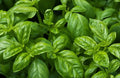 Organic Non-GMO Sweet Basil Seeds - Easy Grow Herb for Pots & Gardens - Ocimum basilicum, 200 Seeds, Full Sun