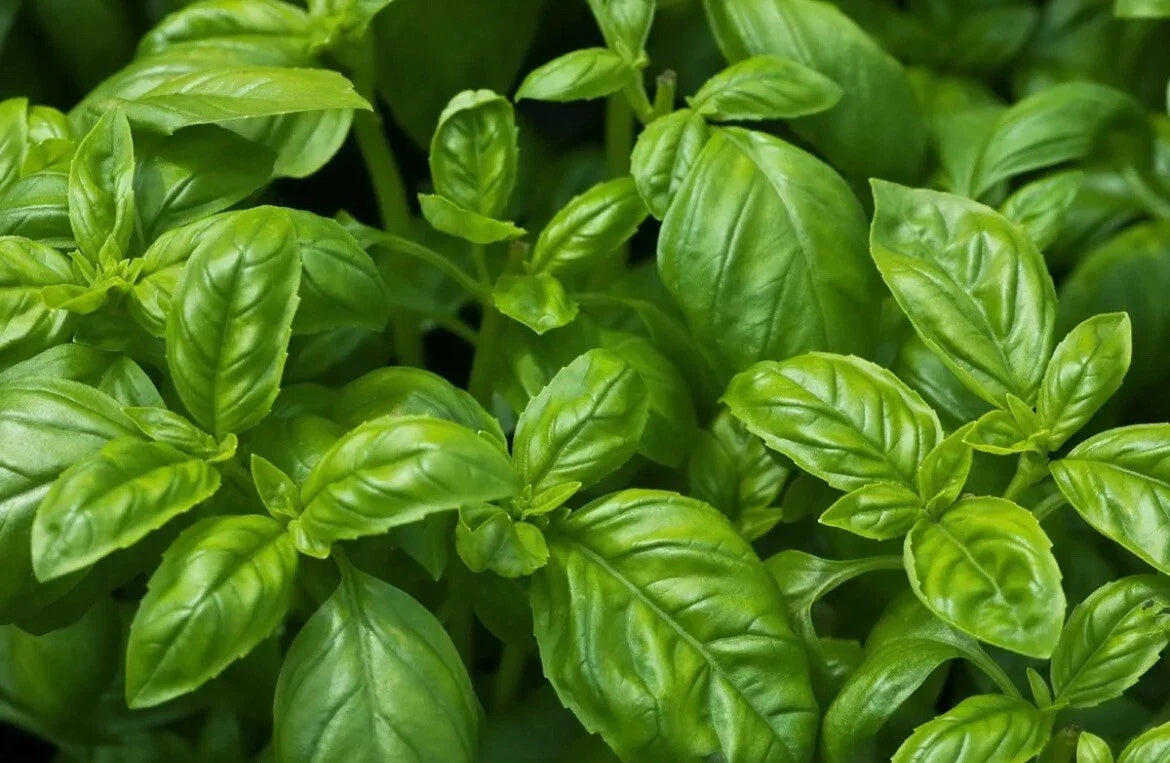 Organic Non-GMO Sweet Basil Seeds - Easy Grow Herb for Pots & Gardens - Ocimum basilicum, 200 Seeds, Full Sun