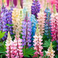 Pixie Delight Lupine Seeds, Non-GMO Flower Seeds, Colorful Perennial Blooms, Lupinus polyphyllus, Garden Seeds