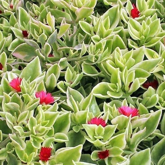 Aptenia Cordifolia Variegata Live Plant - 4 Inch Variegated Succulent Bare Roots