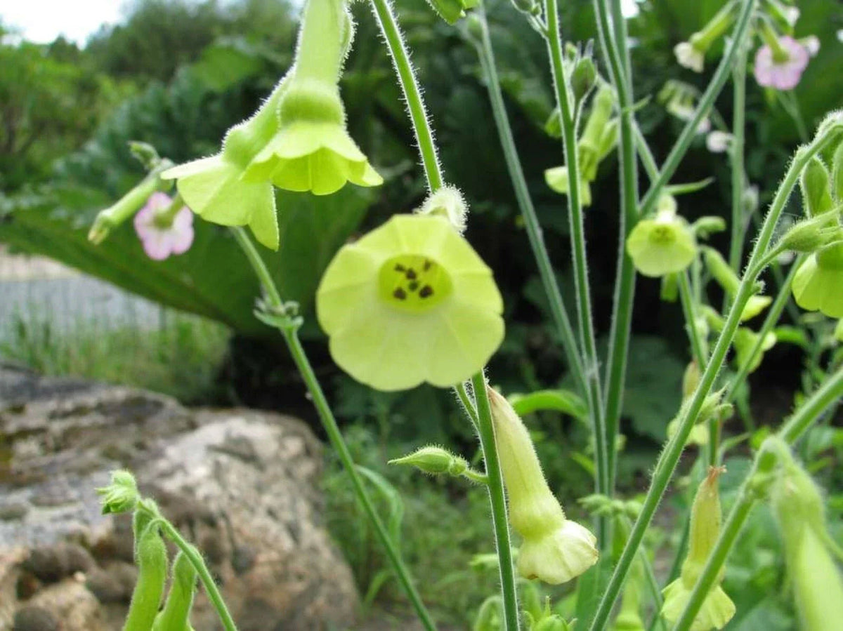 Organic Lemon Tree Tobacco Seeds - 100+ Pack, Nicotiana L., Heirloom, Aromatic Lemon Scent, Non-GMO, Easy to Grow