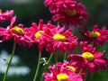 Painted Daisy Seeds - 50+ Non-GMO Bellis perennis Perennial Flower Seeds for Garden, Borders, Containers
