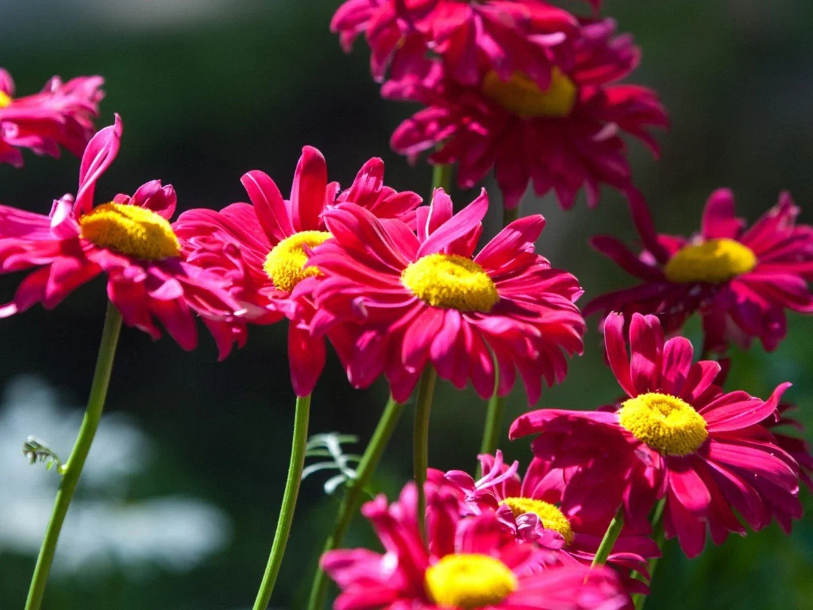 Painted Daisy Seeds - 50+ Non-GMO Bellis perennis Perennial Flower Seeds for Garden, Borders, Containers