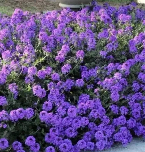 860 Seeds Moss Verbena - Butterfly Attracting Perennial Seeds - Verbena tenuisecta - Drought Tolerant, Full Sun, Garden Bed & Container