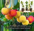 Compact Strawberry Tree Shrub, Arbutus unedo 'Compacta', Evergreen, Edible Red Fruits, Small Garden, Container Plant