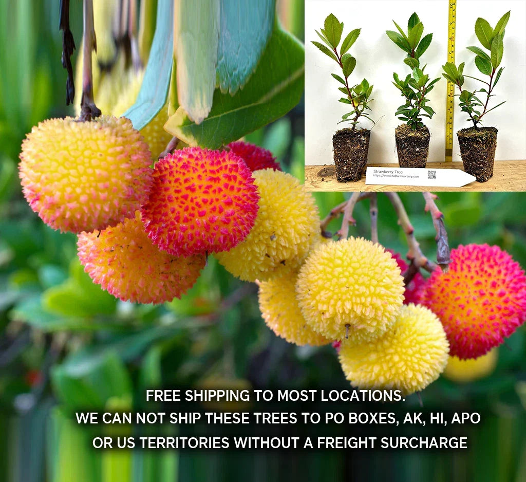 Compact Strawberry Tree Shrub, Arbutus unedo 'Compacta', Evergreen, Edible Red Fruits, Small Garden, Container Plant