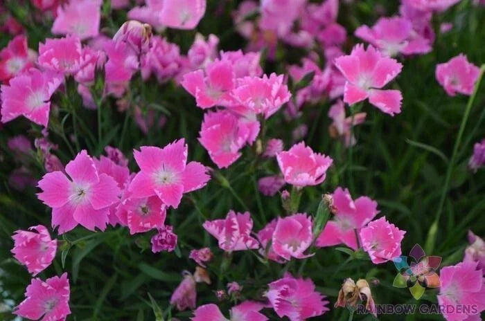 Kahori Pink Carnation Seeds - 200+ Pack for Garden Planting - Dianthus caryophyllus - Fragrant, Perennial Flowers