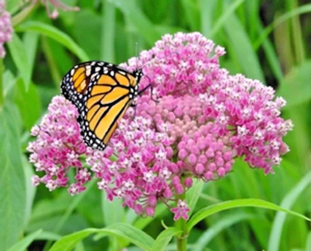 Swamp Rose Milkweed Seeds - 50+ Native Wildflower Seeds for Garden & Patio - Asclepias incarnata