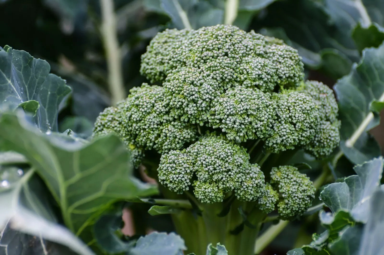 Broccoli Seeds 800+ Count Waltham 29 Heirloom Brassica oleracea vegetable seeds for home gardening