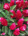 Hawaiian Red Ginger Plant - Small Rooted Starter - Alpinia purpurata - Tropical Flowering Plant for Garden or Indoor