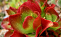 Kalanchoe 'Dragonfire' Succulent Plant - Bright Red Foliage - 6" Pot - Indoor or Outdoor Garden