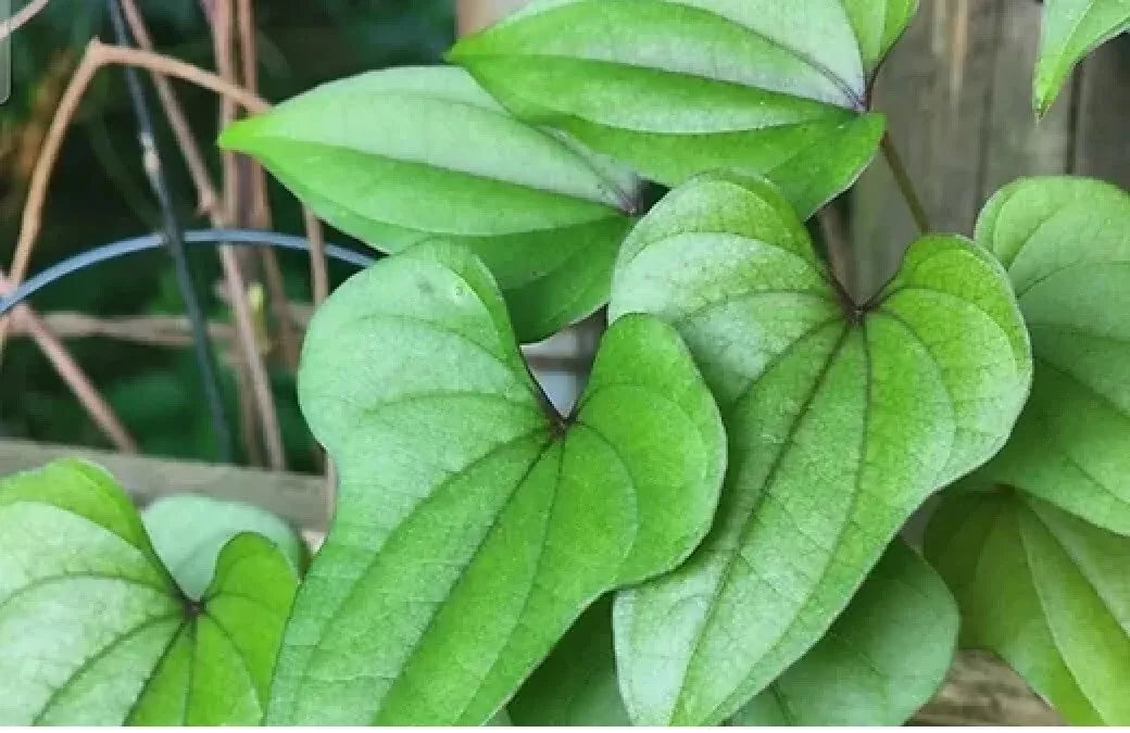 Live Chinese Yam Plants - 3 Well-Rooted Dioscorea Opposita Vines for Edible Tubers & Garden Growth