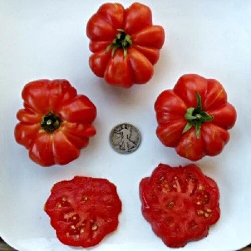 Costoluto Genevese Tomato Seeds - 25 Fresh Heirloom Solanum lycopersicum for Cooking & Salads
