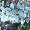 Variegated Vinca Periwinkle Starter Plants - Bare Root Trailing Vines for Garden & Hanging Baskets - Vinca minor