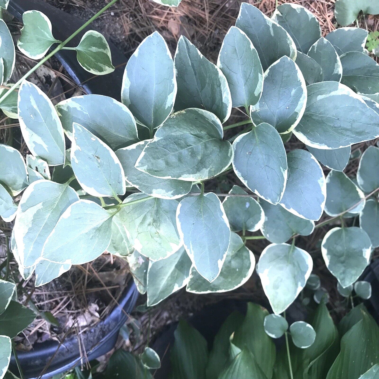 Variegated Vinca Periwinkle Starter Plants - Bare Root Trailing Vines for Garden & Hanging Baskets - Vinca minor