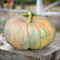 Iran Pumpkin Seeds | Multi Cinderella Squash Seeds | Persian Cucurbita maxima | Organic, Non-GMO, Heirloom