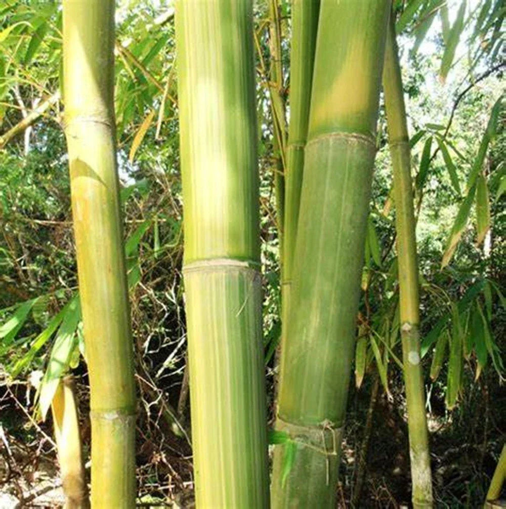 Yellow Stripe Bamboo Seeds - Clumping Privacy Screen, Shade Garden Plant, Bambusa vulgaris 'Vittata' - 50 Seeds