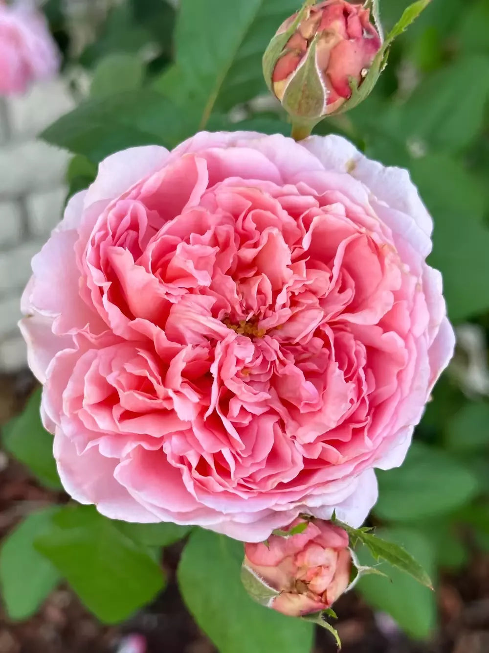 Prairieville Prince Rose Plant Cuttings - 4 Live Rosa 'Prairieville Prince' Flower Cuttings
