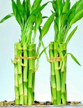 Lucky Bamboo Plant - 8" Indoor Water Plant with 6 Stalks, Feng Shui Decor, Dracaena sanderiana, Easy Care Houseplant