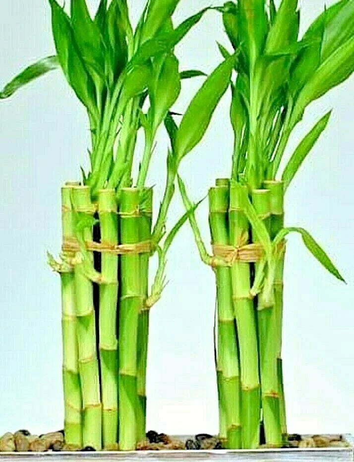 Lucky Bamboo Plant - 8" Indoor Water Plant with 6 Stalks, Feng Shui Decor, Dracaena sanderiana, Easy Care Houseplant