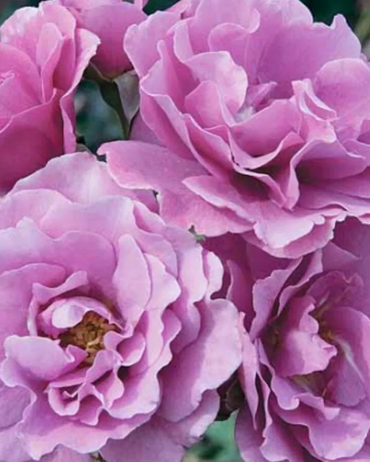 Angel Face Rose Cuttings - 5 Unrooted Hybrid Tea Rose Clippings - Rosa 'Angel Face' Lavender Pink Fragrant Blooms