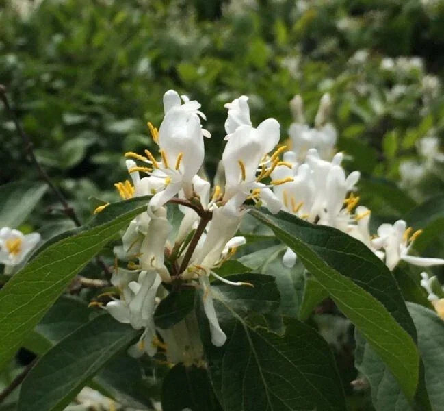 Winter Honeysuckle Seeds - Lonicera fragrantissima, Fragrant Flowering Shrub, 50 Seeds for Garden, Hardy Deciduous Plant