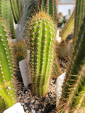 Pilosocereus aff. diersianus Cactus - Blue Torch Succulent Plant - GO 271