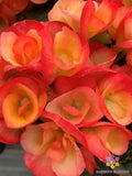 Carnival Rose Begonia Seeds - 25+ Pack for Garden Planting - Begonia x tuberhybrida, Rose Pink, Indoor & Outdoor Gardening