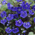 California Bluebell Seeds - Non-GMO Campanula Medium for Gardens & Pollinator Attracting - 100+ Seeds