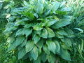 Hosta Eyes Bare Root Perennial Plantain Lily with Purple Flowers – Green Foliage, Low Maintenance, Hardy Garden Plant