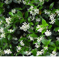 Star Jasmine Cuttings - 10 Pack - Fragrant Vines, Trachelospermum jasminoides, Easy to Grow, Garden or Indoor Plant, Free Shipping