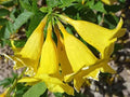 Yellow Trumpetbush Seeds - Tecoma stans, Exotic Garden Seeds, Vibrant Yellow Flowers, Attracts Pollinators, Easy to Grow
