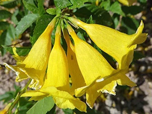 Yellow Trumpetbush Seeds - Tecoma stans, Exotic Garden Seeds, Vibrant Yellow Flowers, Attracts Pollinators, Easy to Grow