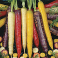 Carrot Seeds - Rainbow Blend 130 Count - Purple, Red, White, Yellow - Daucus carota Heirloom Vegetable Garden Seeds