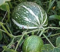 Shark Fin Melon Squash Seeds - Treated Cucurbita ficifolia Non-GMO Vegetable Seeds for Gardening