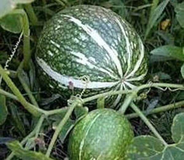 Shark Fin Melon Squash Seeds - Treated Cucurbita ficifolia Non-GMO Vegetable Seeds for Gardening