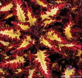 Coleus Seeds - 25+ Red Yellow Varieties for Garden Planting - Plectranthus scutellarioides, Full Sun to Partial Shade