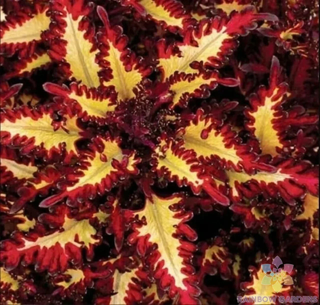 Coleus Seeds - 25+ Red Yellow Varieties for Garden Planting - Plectranthus scutellarioides, Full Sun to Partial Shade